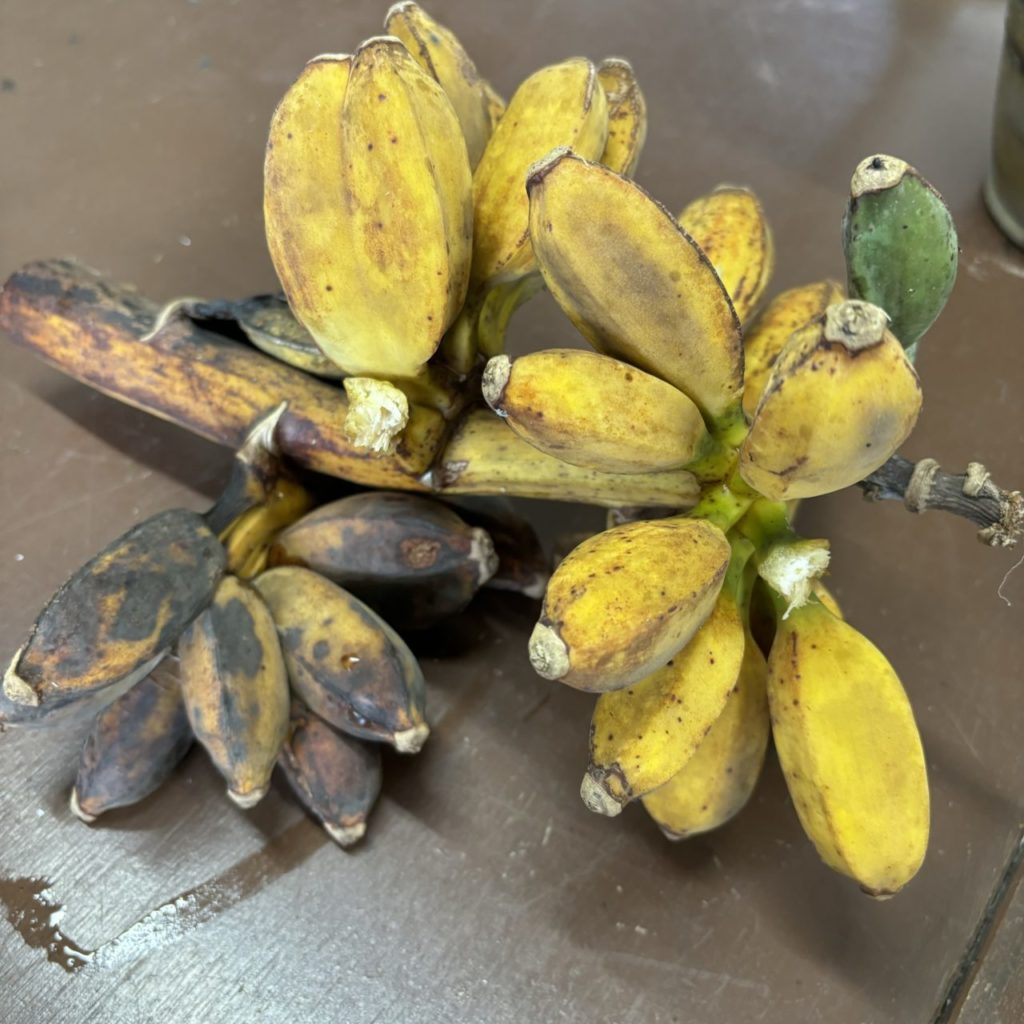 村おこしボランティア【種子島コース】での活動の様子