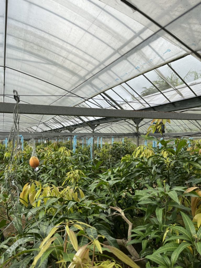 村おこしボランティア【種子島コース】での活動の様子