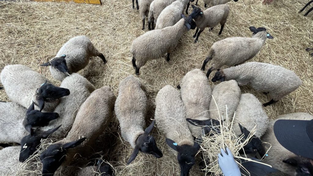 村おこしボランティア【焼尻島コース】での活動の様子