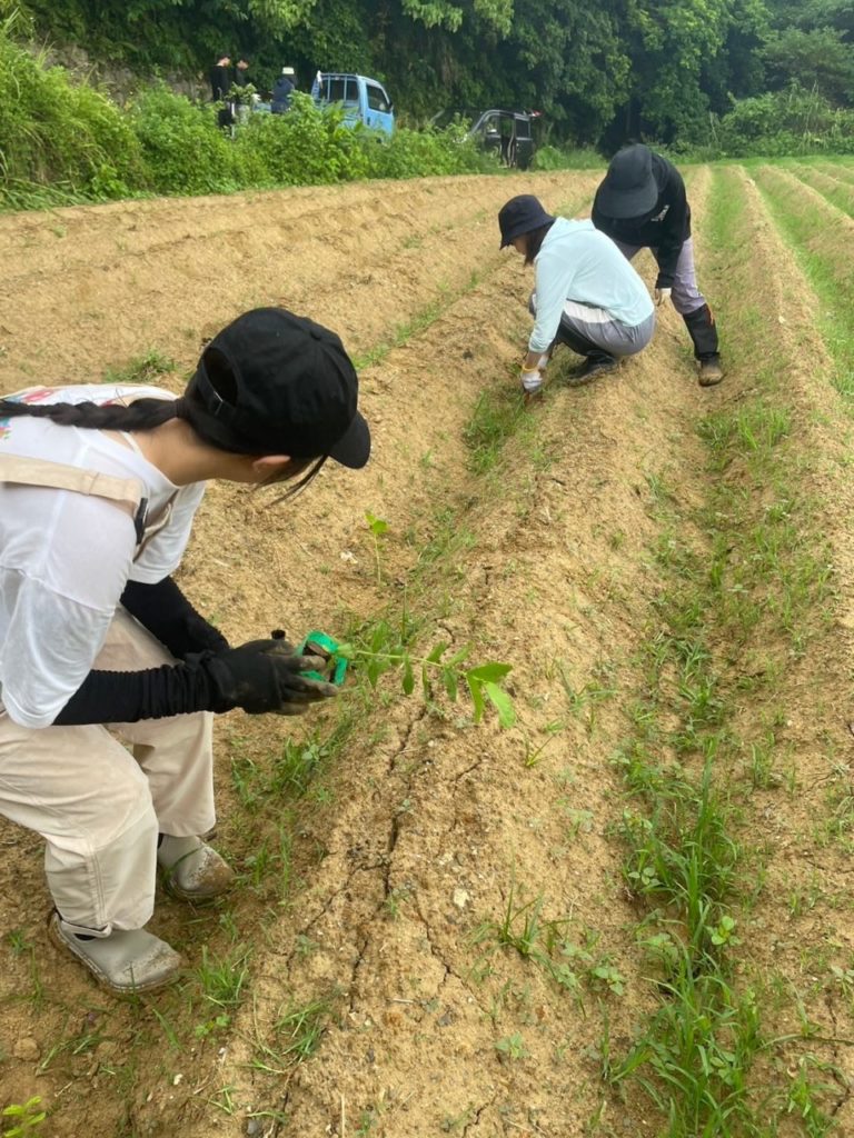 村おこしボランティア【与論島コース】での活動の様子
