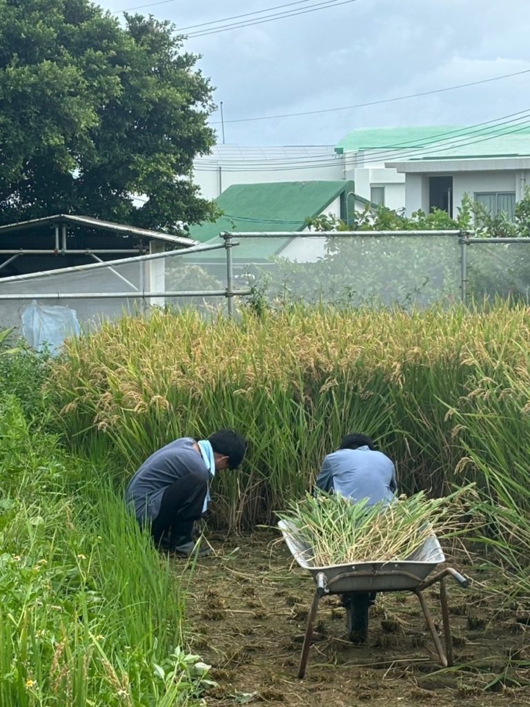 村おこしボランティア【与論島コース】での活動の様子