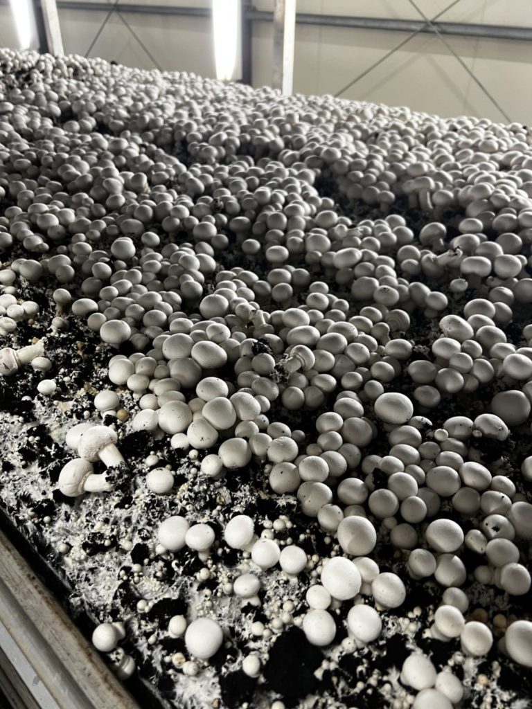 村おこしボランティア【八幡平コース】での活動の様子