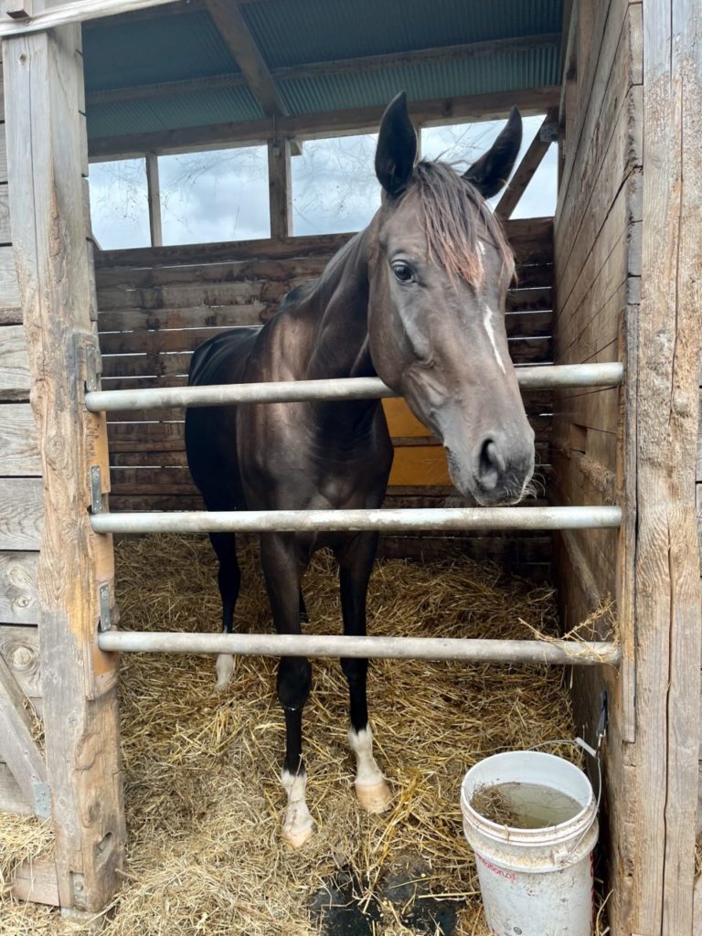 村おこしボランティア【八幡平コース】での活動の様子