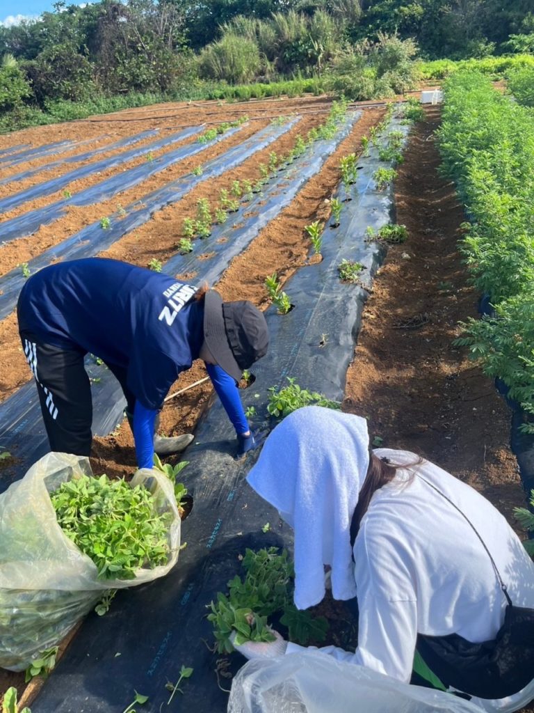 村おこしボランティア【与論島コース】での活動の様子