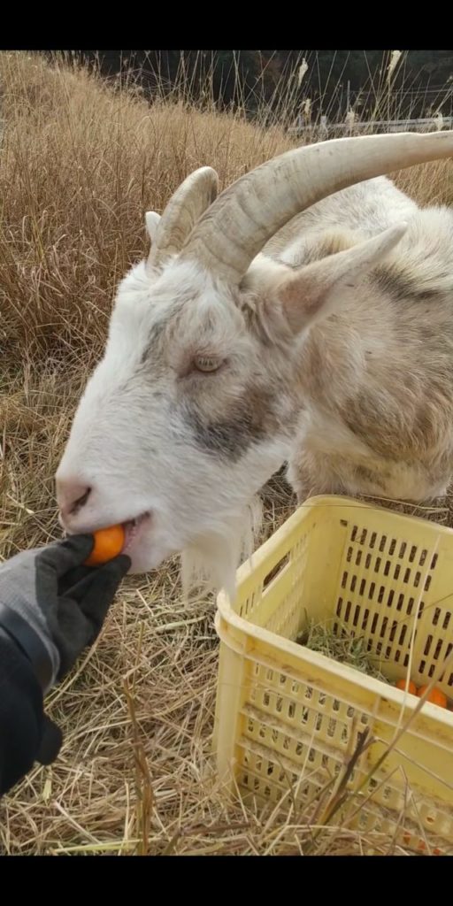 村おこしボランティア【江田島コース】での活動の様子