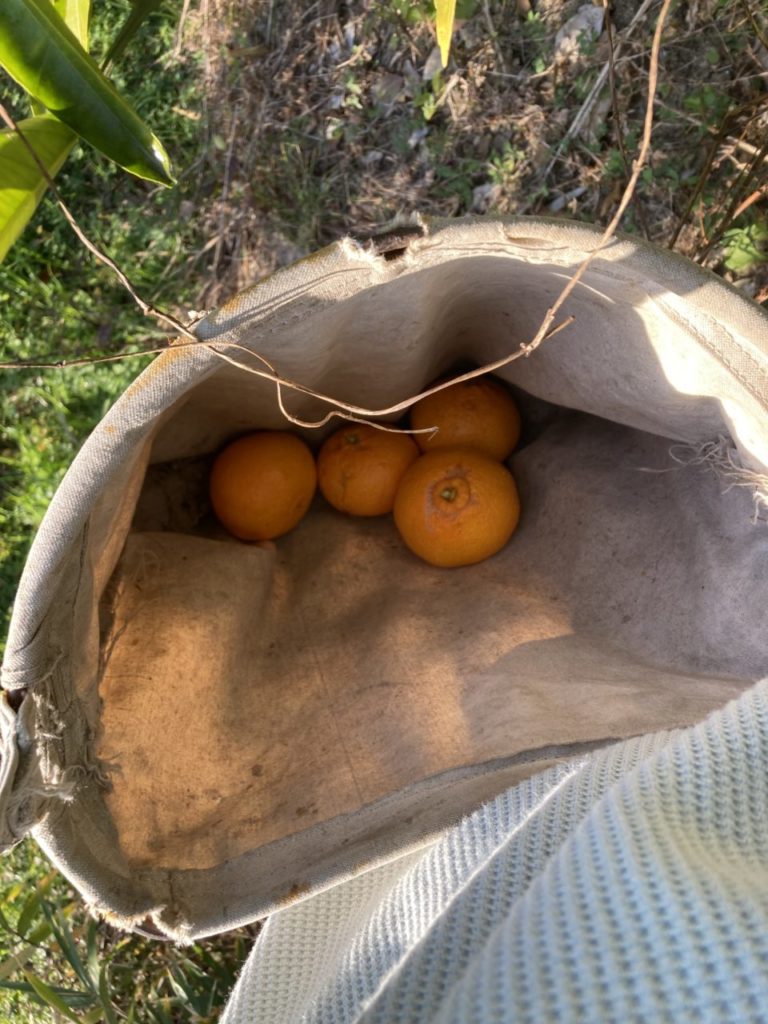 村おこしボランティア【江田島コース】での活動の様子