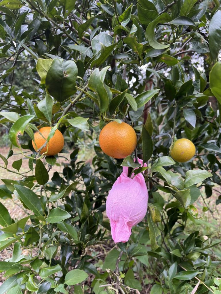 村おこしボランティア【屋久島コース】での活動の様子