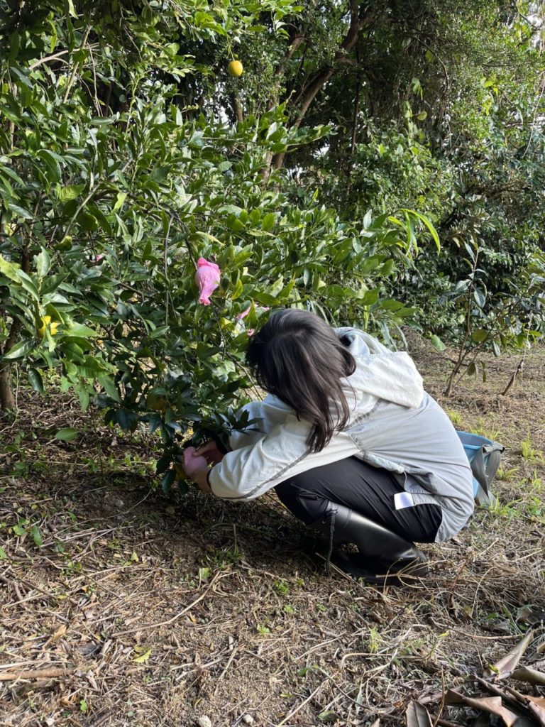 村おこしボランティア【屋久島コース】での活動の様子
