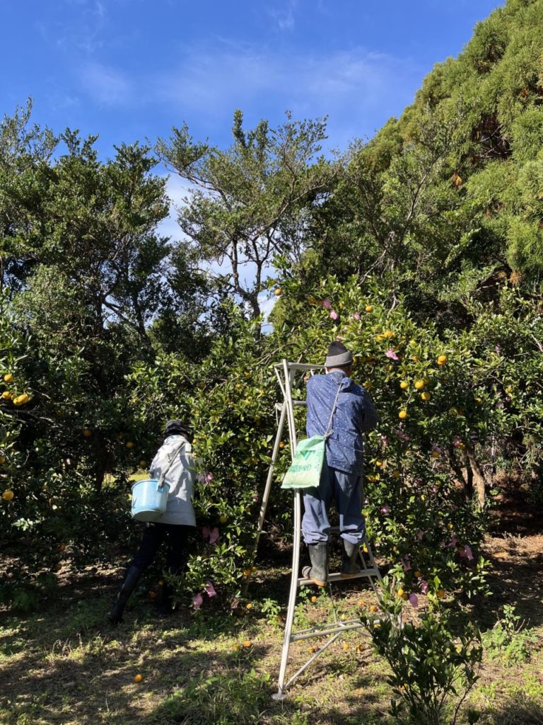 村おこしボランティア【屋久島コース】での活動の様子