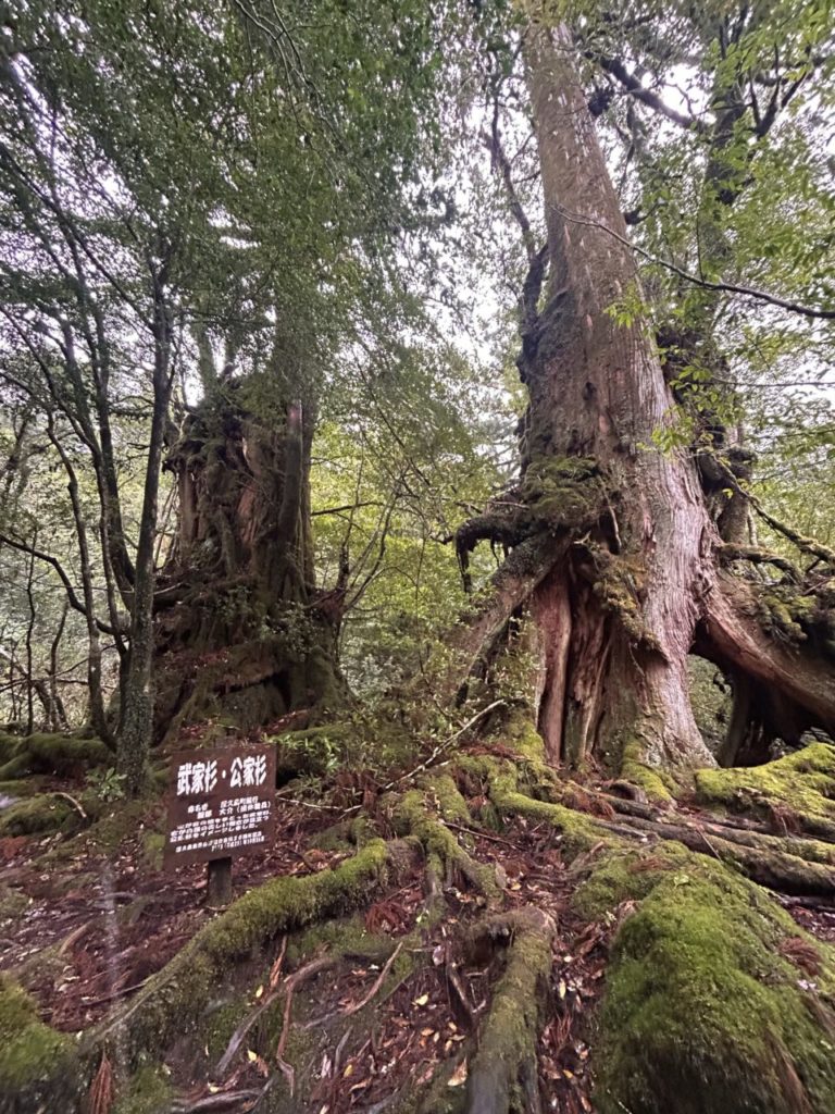 村おこしボランティア【屋久島コース】での活動の様子