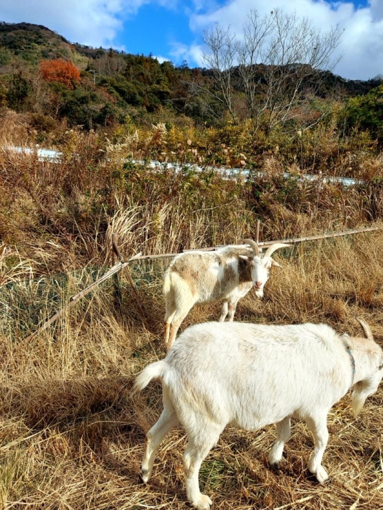 村おこしボランティア【江田島コース】での活動の様子