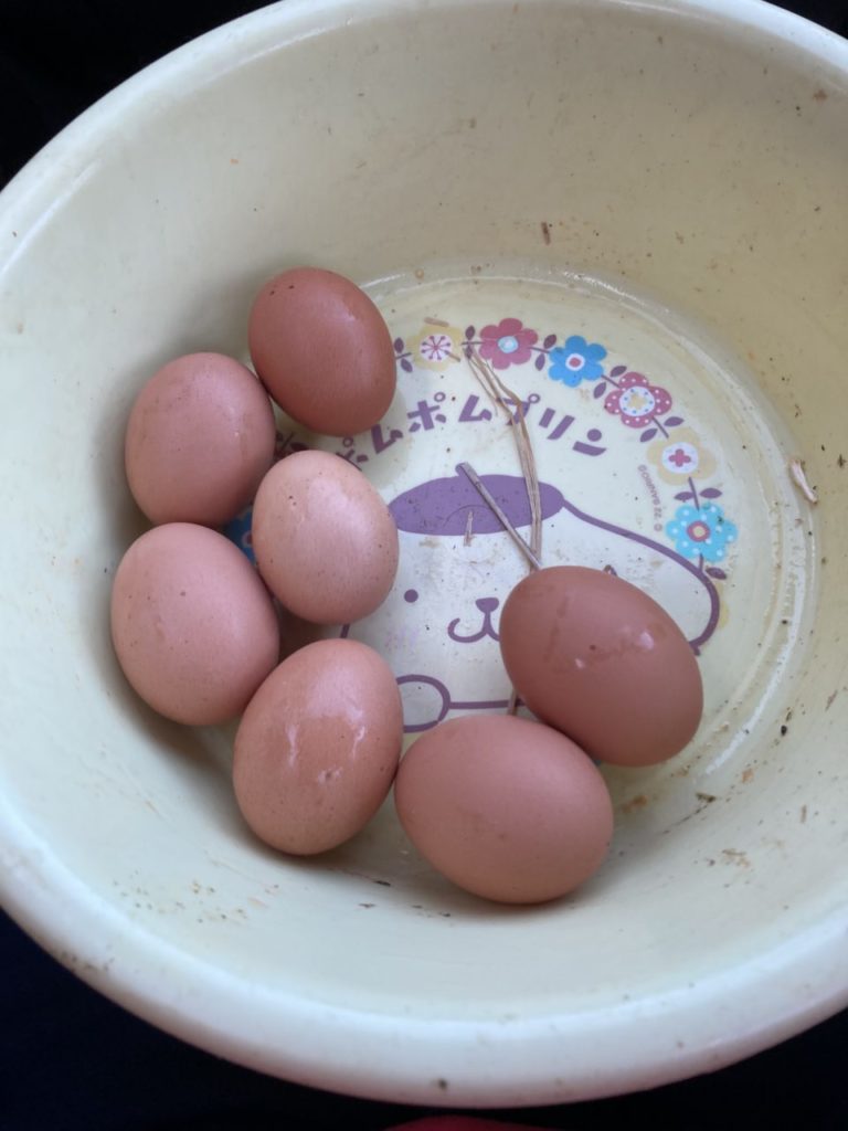 村おこしボランティア【江田島コース】での活動の様子