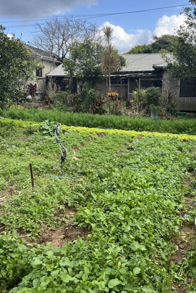 村おこしボランティア【奄美大島［北部］コース】での活動の様子