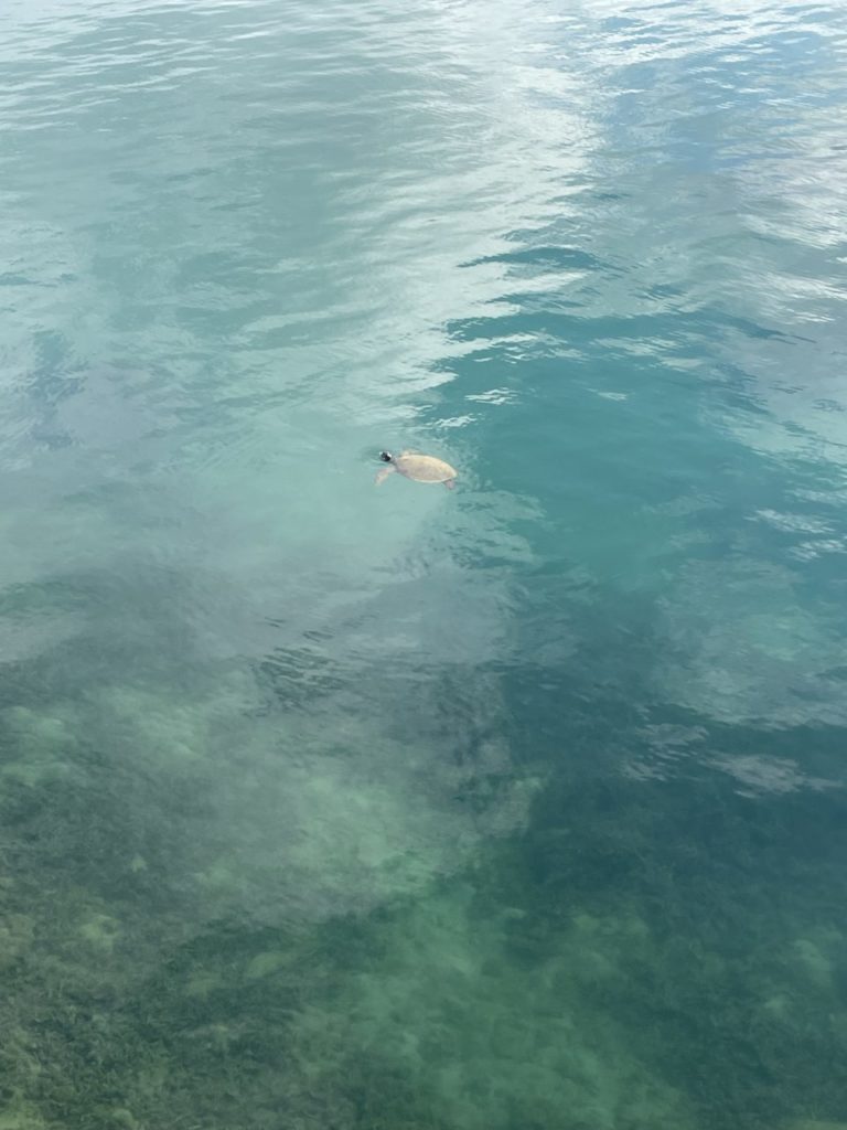 村おこしボランティア【奄美大島［北部］コース】での活動の様子