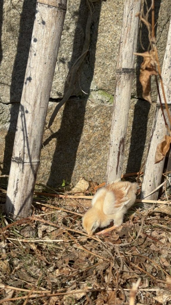 村おこしボランティア【江田島コース】での活動の様子