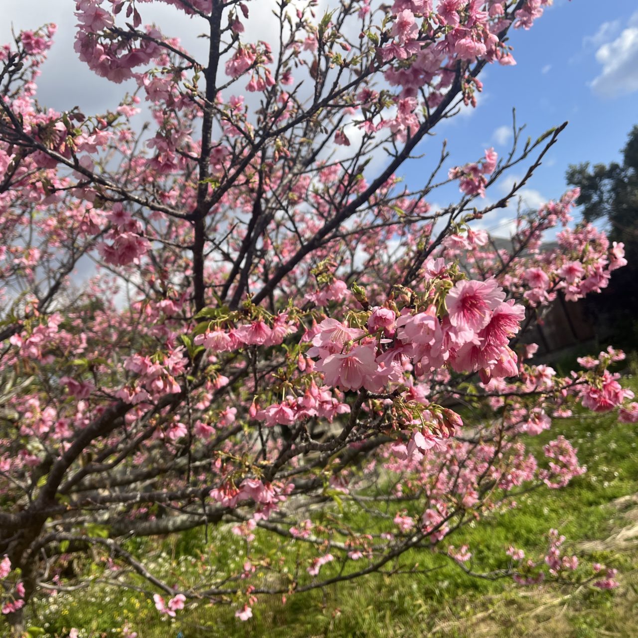 村おこしボランティア【喜界島コース】での活動の様子
