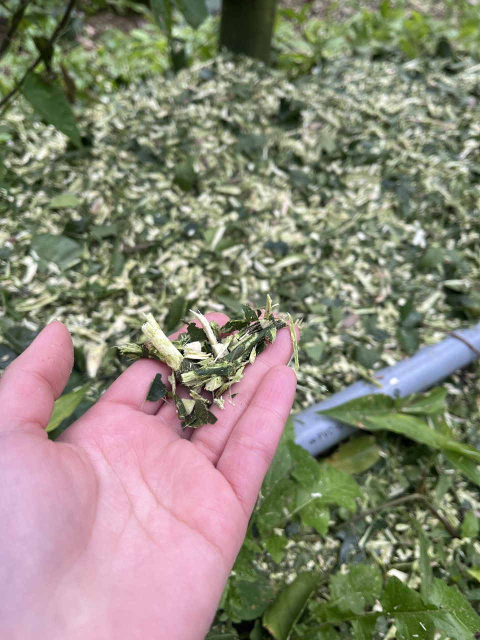 村おこしボランティア【喜界島コース】での活動の様子