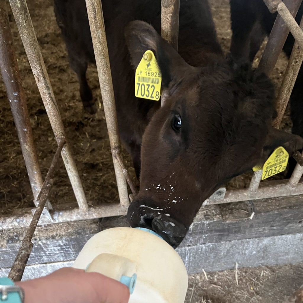 村おこしボランティア【喜界島コース】での活動の様子