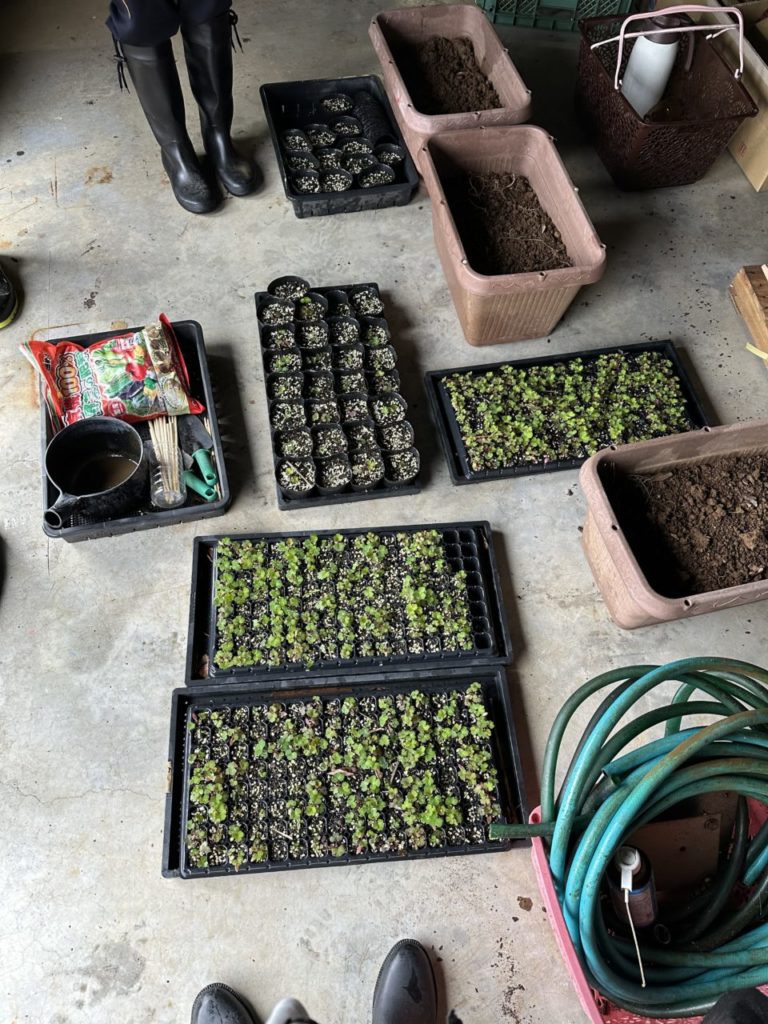 村おこしボランティア【宝島コース】での活動の様子