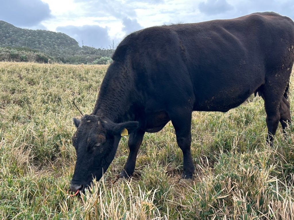 村おこしボランティア【宝島コース】での活動の様子