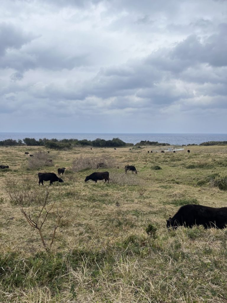 村おこしボランティア【宝島コース】での活動の様子