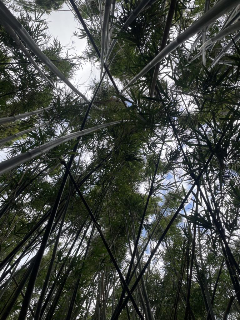 村おこしボランティア【さつま竹島コース】での活動の様子