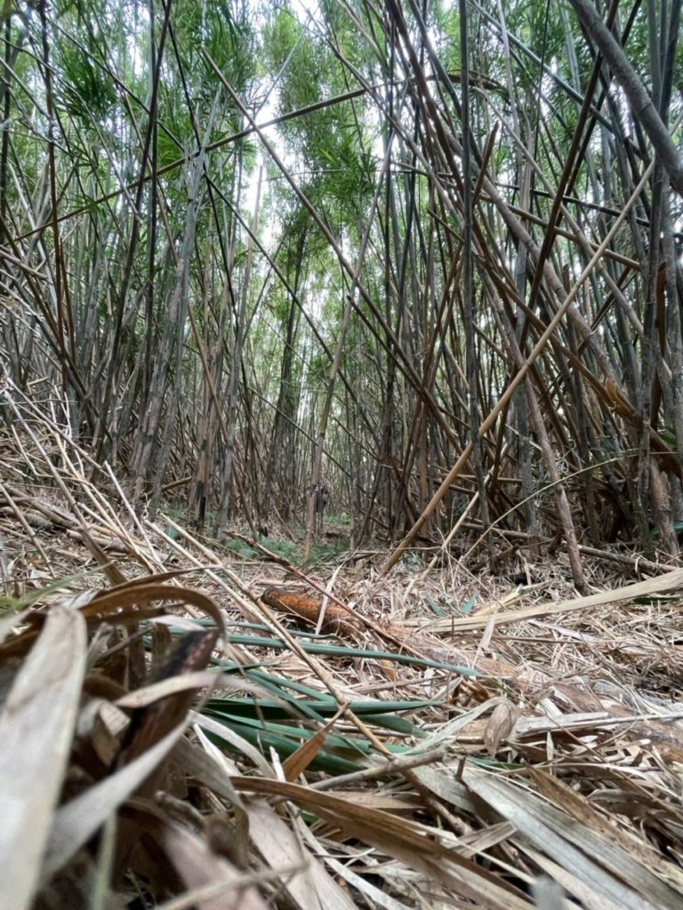 村おこしボランティア【さつま竹島コース】での活動の様子