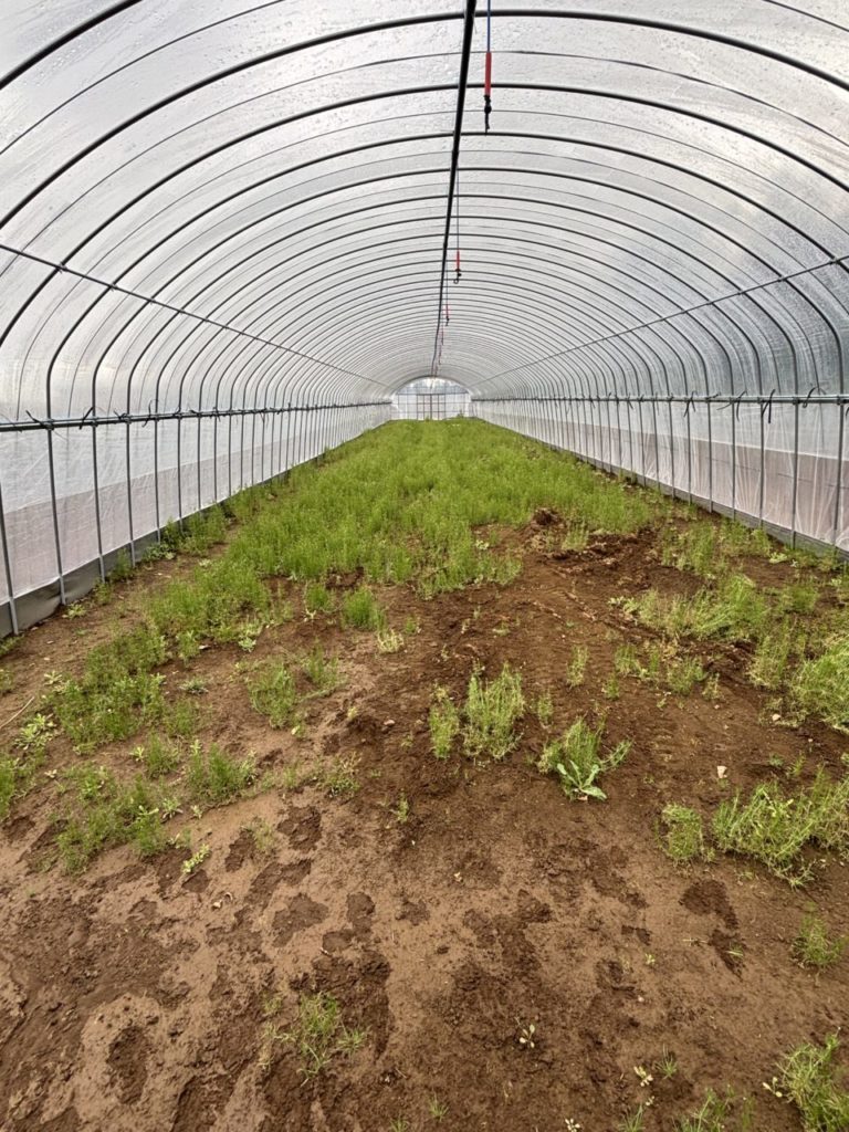 村おこしボランティア【種子島コース】での活動の様子