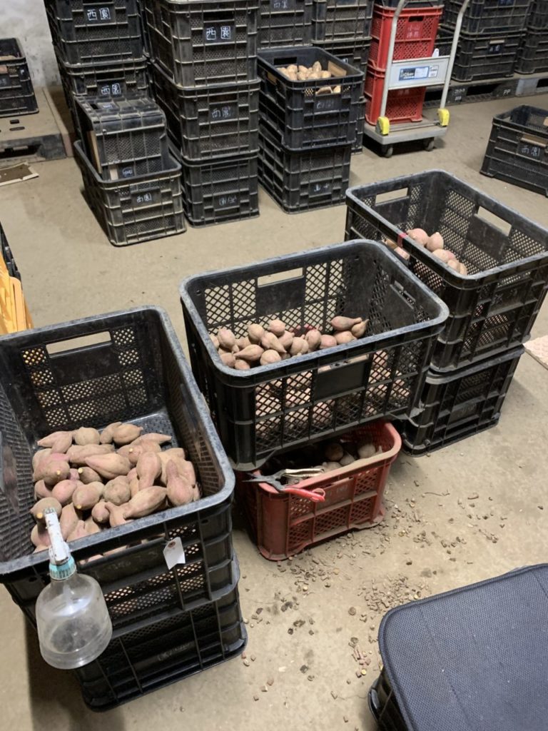 村おこしボランティア【種子島コース】での活動の様子