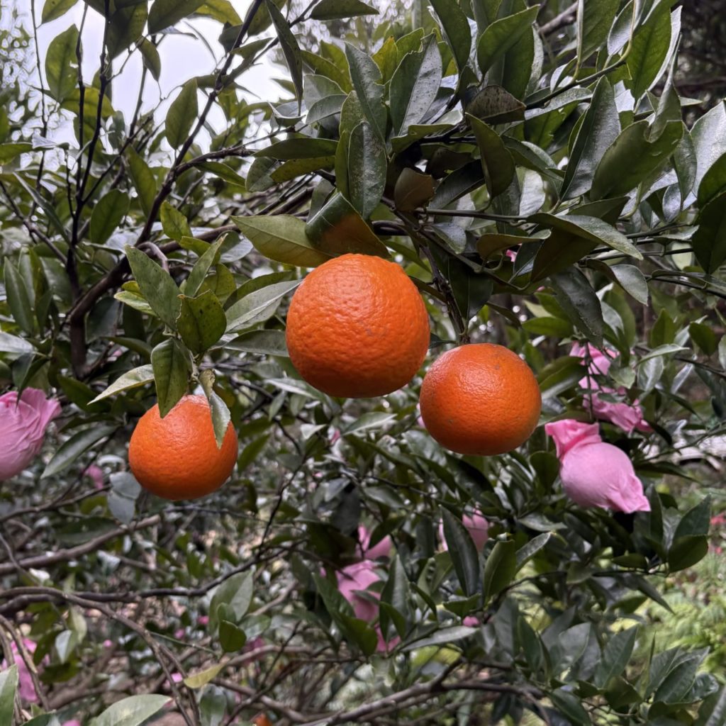村おこしボランティア【種子島コース】での活動の様子