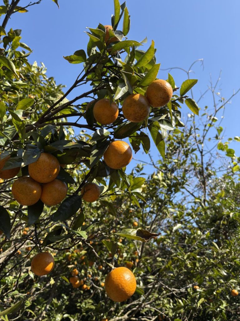 村おこしボランティア【種子島コース】での活動の様子