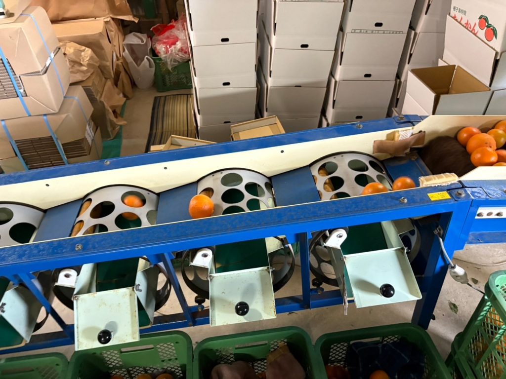 村おこしボランティア【種子島コース】での活動の様子