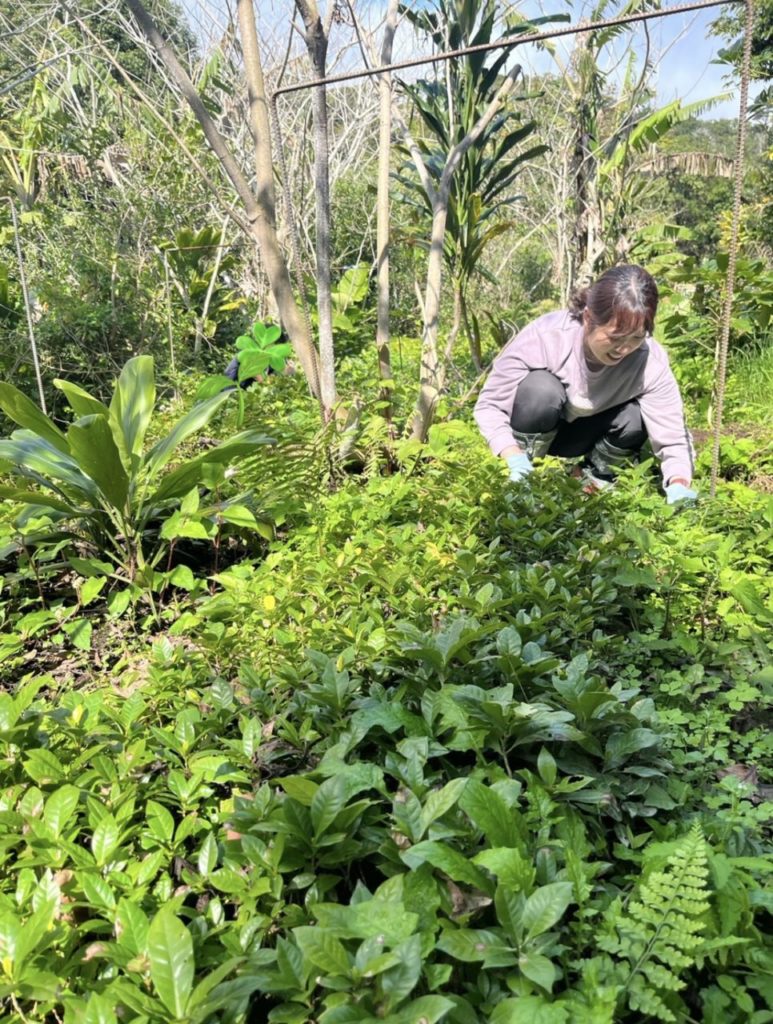 村おこしボランティア【徳之島コース】での活動の様子