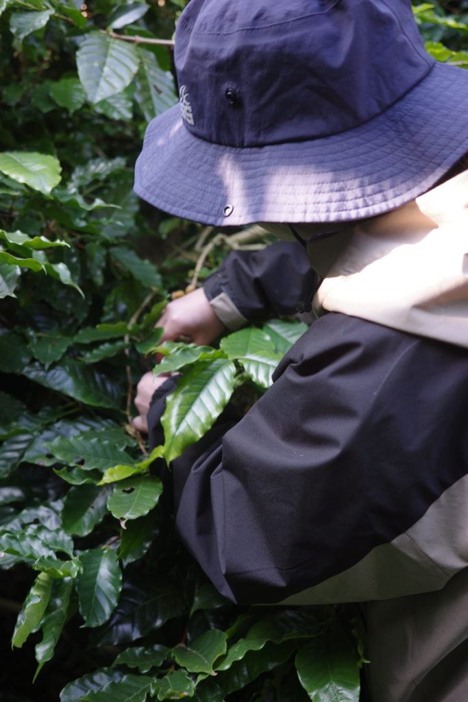 村おこしボランティア【徳之島コース】での活動の様子