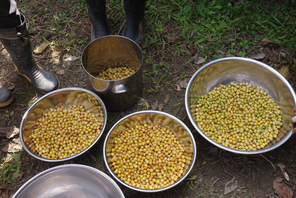 村おこしボランティア【徳之島コース】での活動の様子