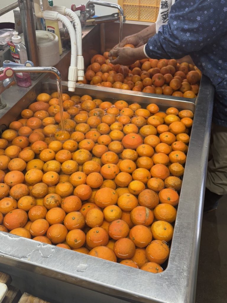 村おこしボランティア【屋久島コース】での活動の様子