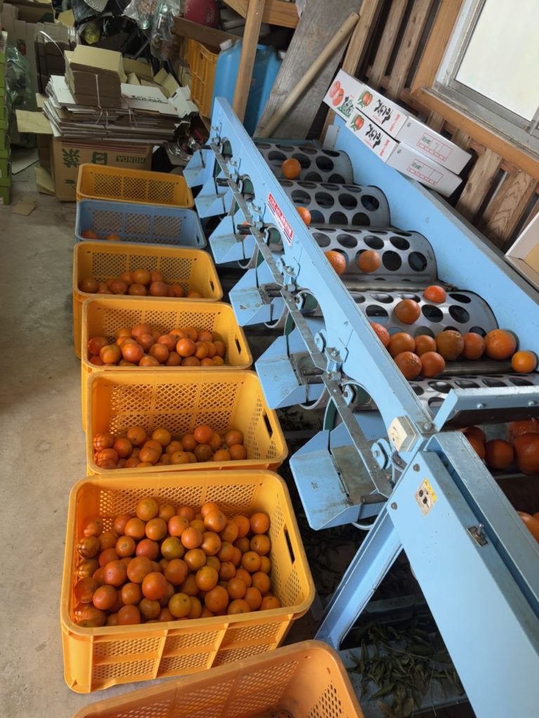 村おこしボランティア【屋久島コース】での活動の様子