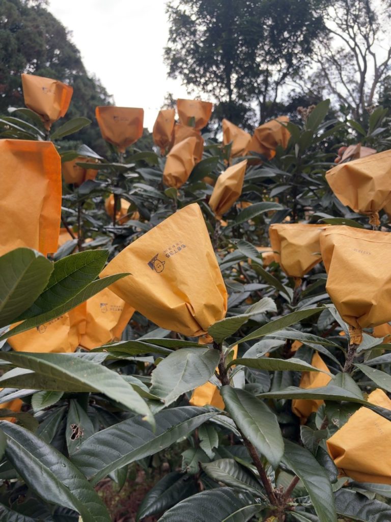 村おこしボランティア【屋久島コース】での活動の様子