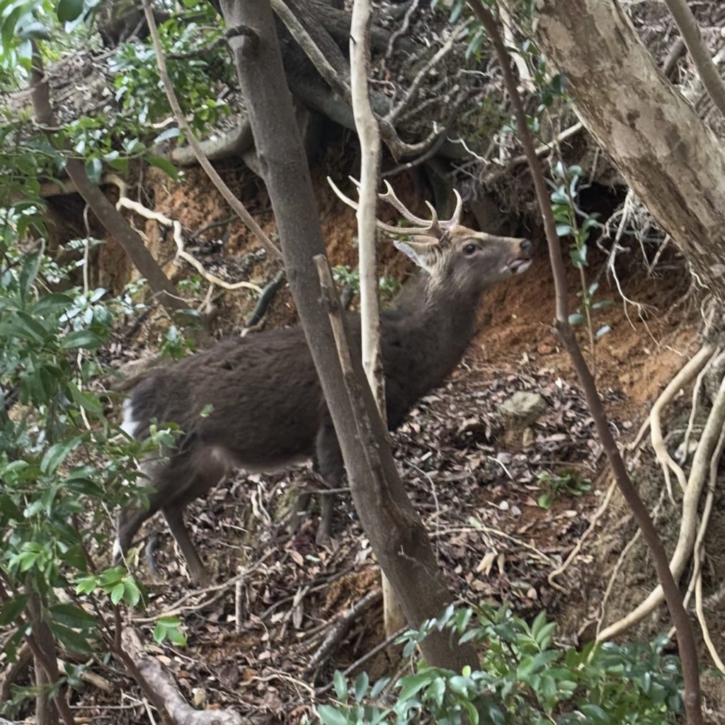 村おこしボランティア【屋久島コース】での活動の様子