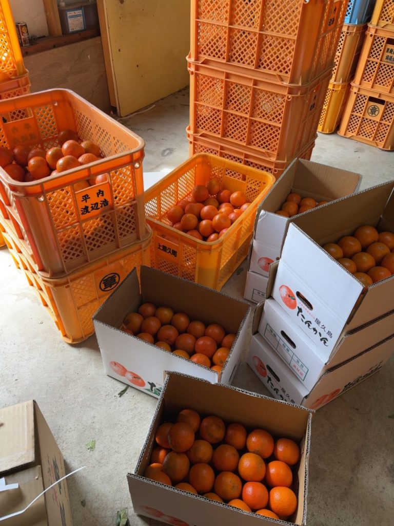 村おこしボランティア【屋久島コース】での活動の様子