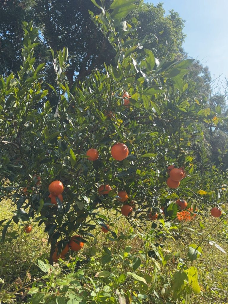 村おこしボランティア【屋久島コース】での活動の様子