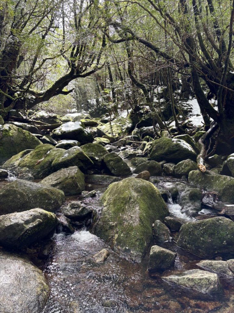 村おこしボランティア【屋久島コース】での活動の様子