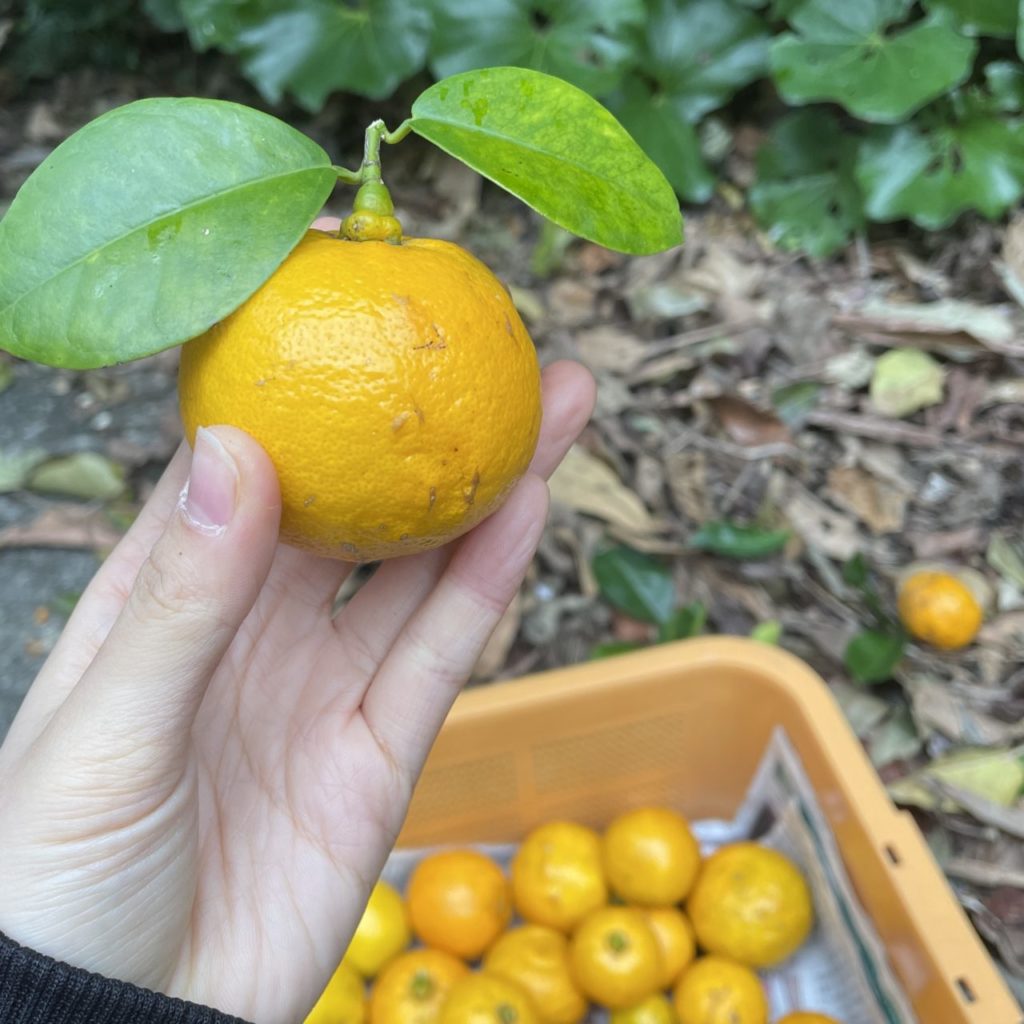 村おこしボランティア【与論島コース】での活動の様子