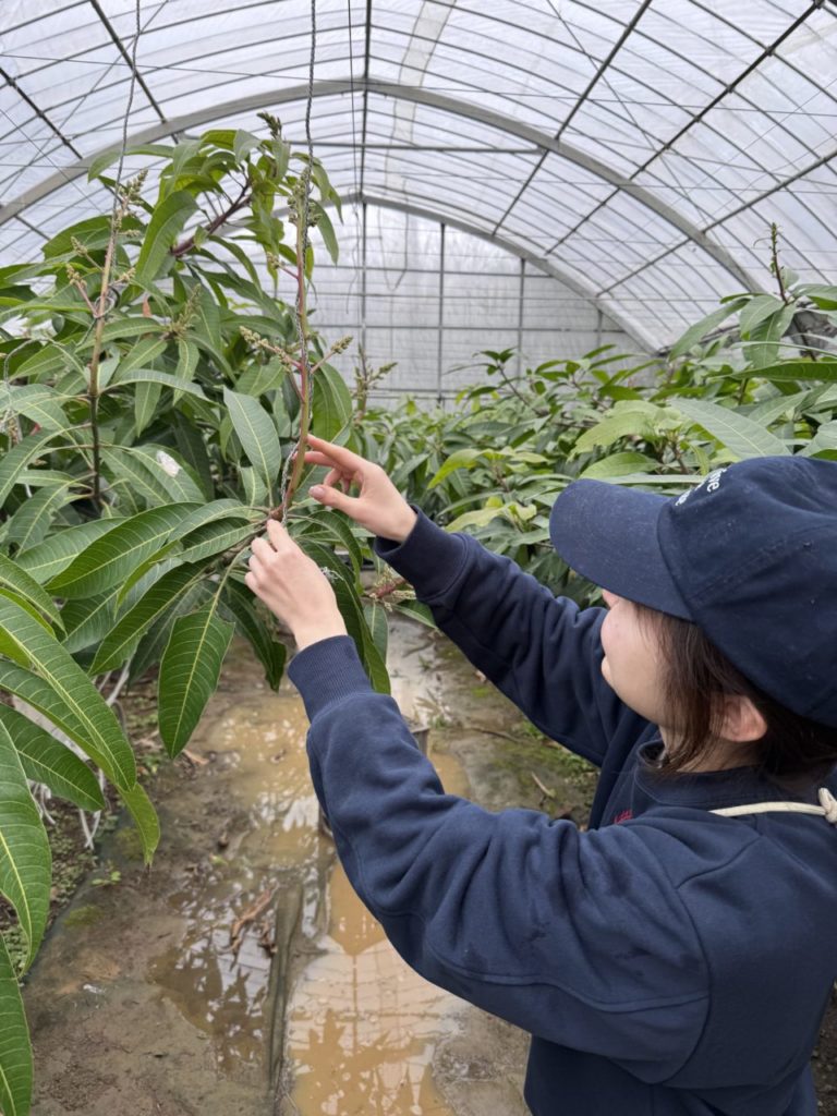村おこしボランティア【与論島コース】での活動の様子