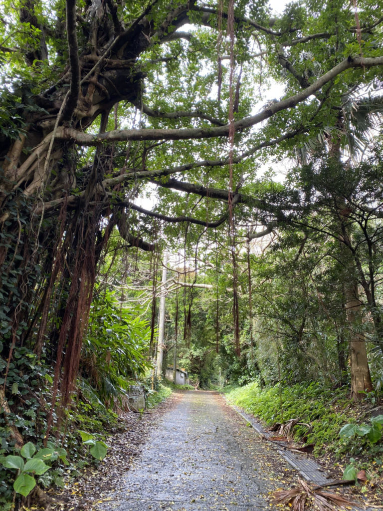 村おこしボランティア【悪石島コース】での活動の様子