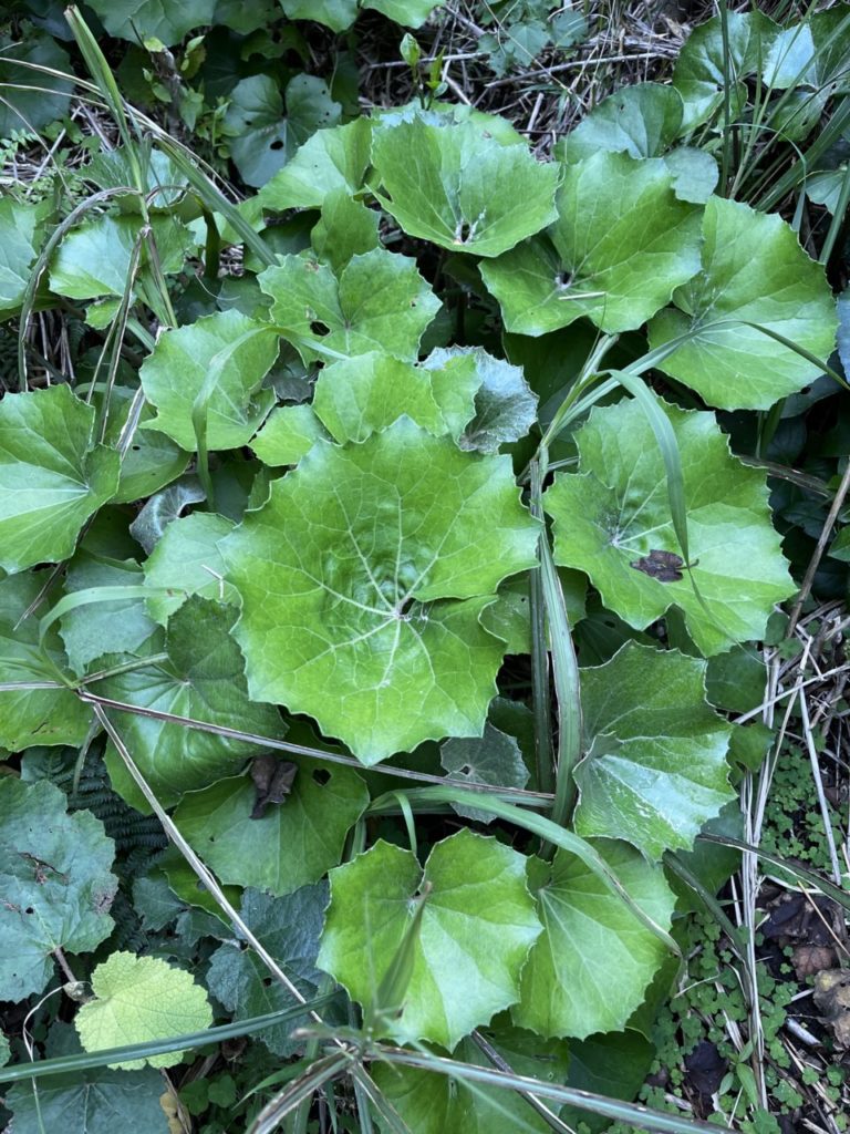 村おこしボランティア【悪石島コース】での活動の様子
