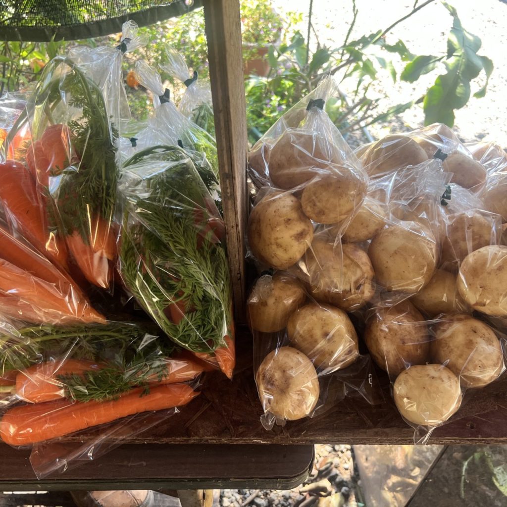 村おこしボランティア【奄美大島［北部］コース】での活動の様子