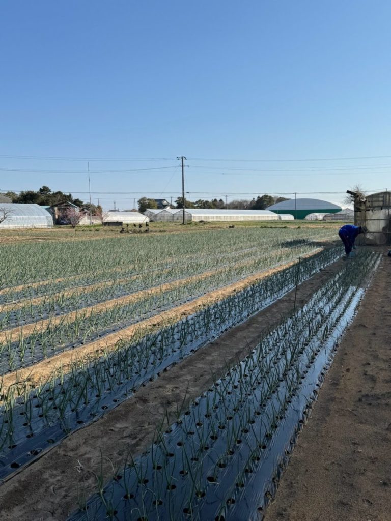 村おこしボランティア【長生郡コース】での活動の様子