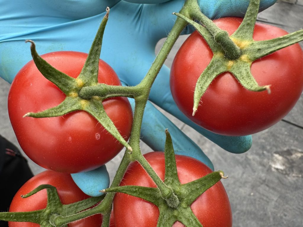 村おこしボランティア【長生郡コース】での活動の様子