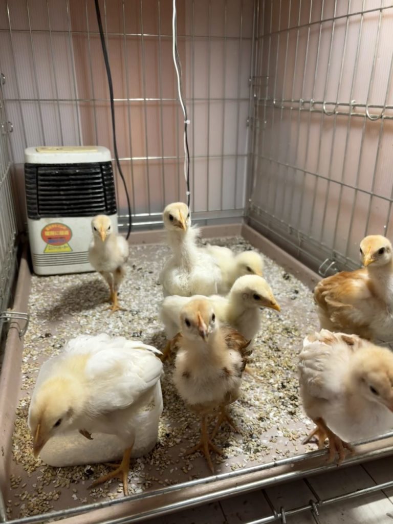 村おこしボランティア【江田島コース】での活動の様子